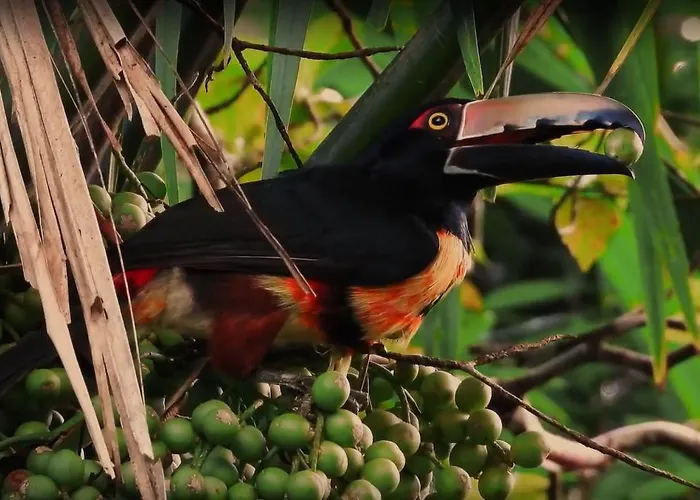 Boutique Luna Azul Ostional Wildlife Refuge